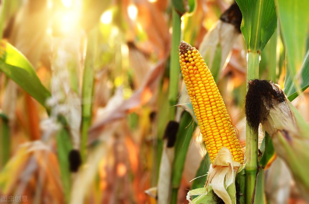 華南玉米行情快訊:購銷活躍度下降,飼料企業備貨基本結束