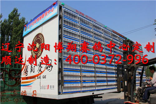 遼寧沈陽博翔賽鴿中心定制 訓放籠 賽鴿集裝箱 歐式放飛籠產品展示